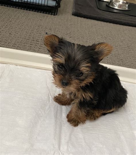 This socialized pooch is ready for his forever home. . Yorkie puppies for sale memphis